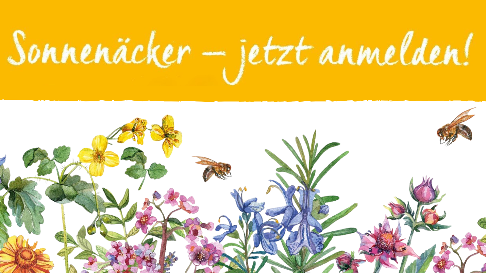 Titelbild Sonnenacker Anmeldung Mobil 1600x898